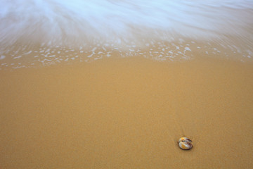 sea shell on sand beach