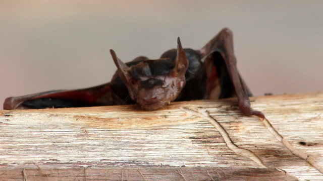 Wet Fruit Bat on a log