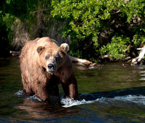 Naklejka na ściany i meble Alaskan brown bear walking through water