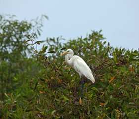 Great White Egret