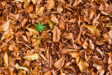 dry autumn leaves background