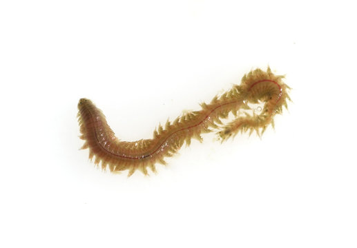 Wattwurm, Arenicola marina