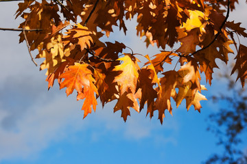 autumn leaves on cloudy sky background