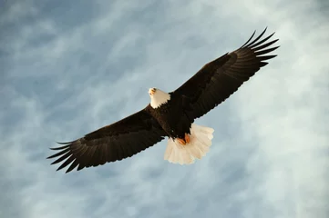 Acrylic prints Eagle Bald eagle in flight awaiting fish feeding