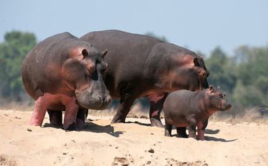 Family of hippopotamuses