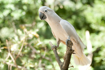 cockatoo in the park