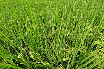 paddy rice field