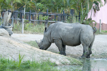 Naklejka premium Rhinoceros