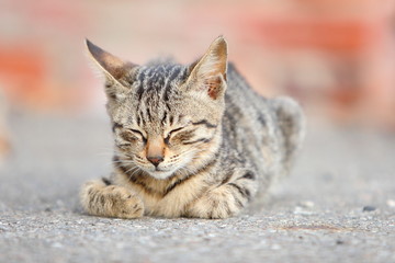 Cute Cat Sleeping