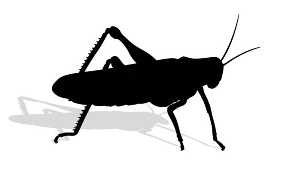 Bug - Cricket Isolated On White Background , Vector