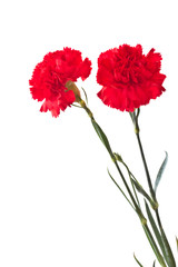 red carnation