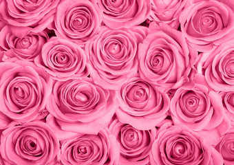 Fototapety  Pink roses