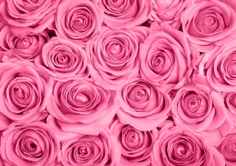 Foto op Aluminium Roze rozen © JRP Studio