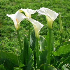 calla lily