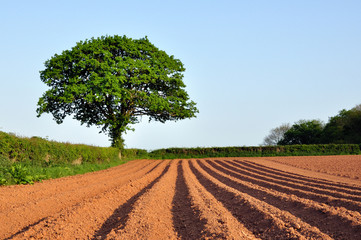 Tree and ploughed field