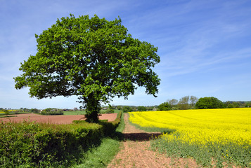 tree, blue sky and rape field