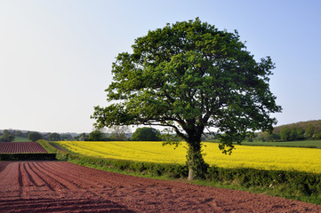 tree and rape field