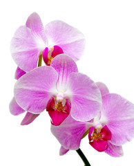orchids blooming branch on a white background closeup