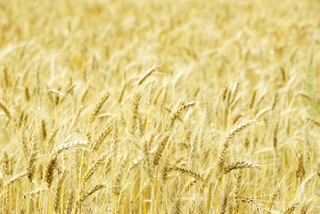 wheat