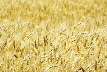 wheat