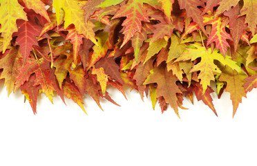 autumn maple leaves