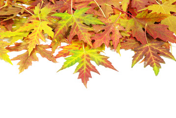 autumn maple leaves