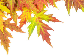 autumn maple leaves