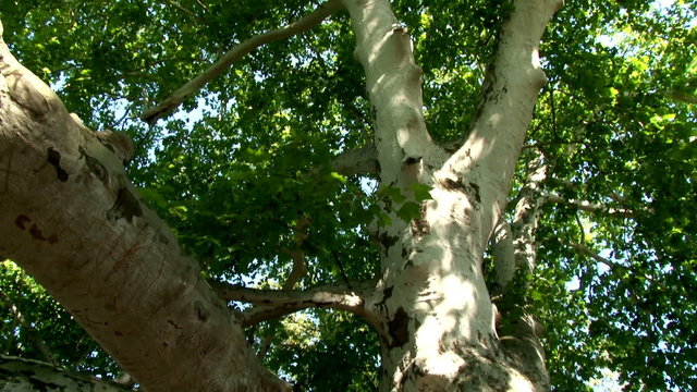 English oak tree