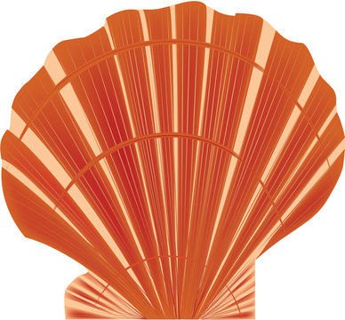 sea shell vector