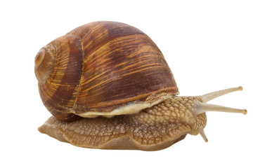 snail