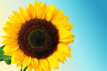 sunflower background
