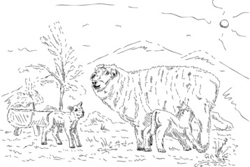 Ewe with her two lambs