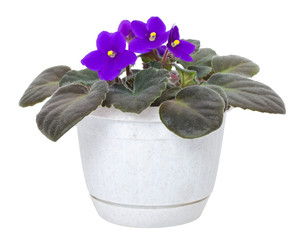 violet in pot
