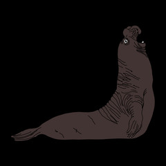 wild animal - SEAL, vector