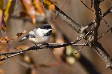 Black-Capped Chickadee perched on a branch in Autumn