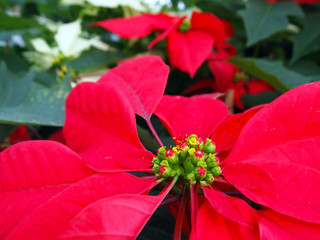 Poinsettia Close-Up