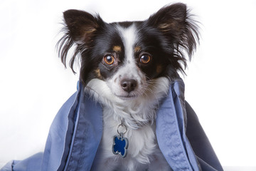 Chihuahua in blue blanket on white backdrop