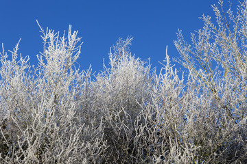 Frost covered branches.