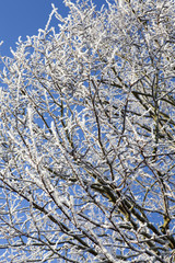 Frozen Branches