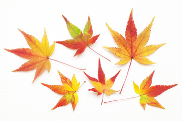 紅葉もみじ