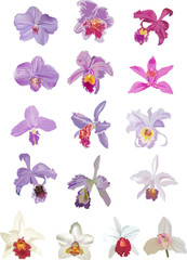 Fototapeta na wymiar sixteen lilacand white orchids