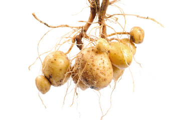 Potato with root © oksix