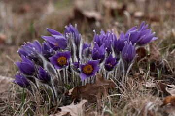 Küchenschelle, Pulsatilla vulgaris
