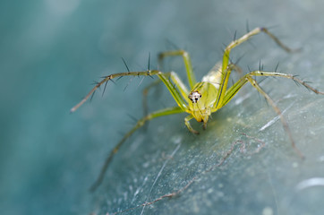 long legs spider in green nature