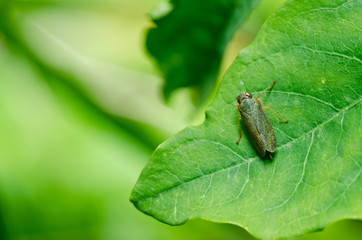 Aphid insect in green nature