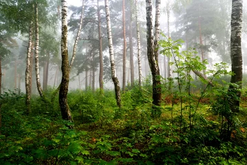 Tuinposter a north forest in fog. Latvia © Aastels