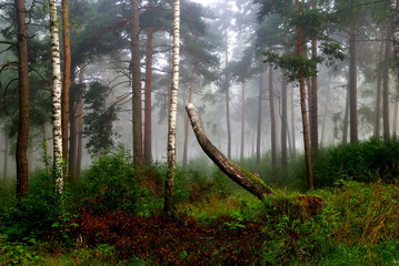 a north forest in fog. Latvia