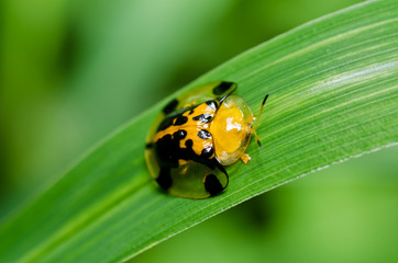 ladybug in green nature