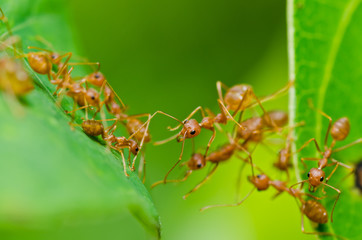 red ant in green nature