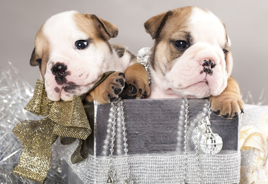 english Bulldog puppy and gifts christmas